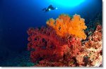 Great Barrier Reef Diving, Australia