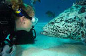 Great Barrier Reef Diving, Australia