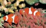 Great Barrier Reef Diving, Australia