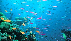 Lady Elliot Island, Australia