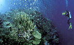 Mike Ball Dive, Australia