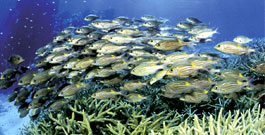 Mike Ball Dive, Australia