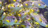 Mike Ball Dive, Australia