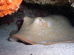 Taka Dive, Australia