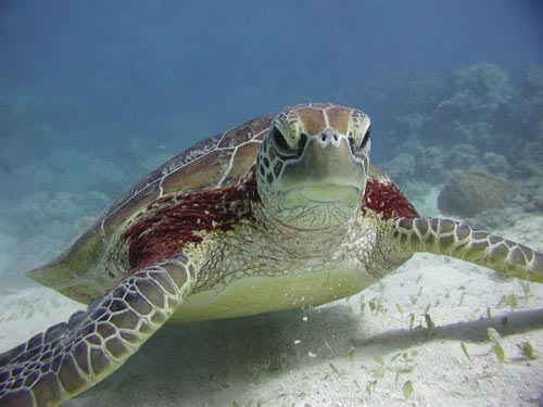 Taka Dive, Australia